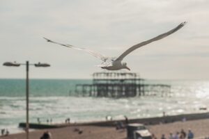 Brighton Seagull